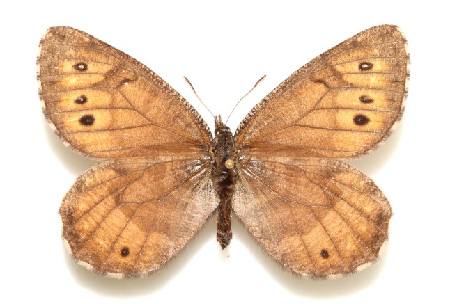 Oeneis-tanana-female-dorsal