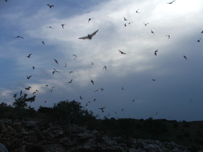 Free-tailed_bats