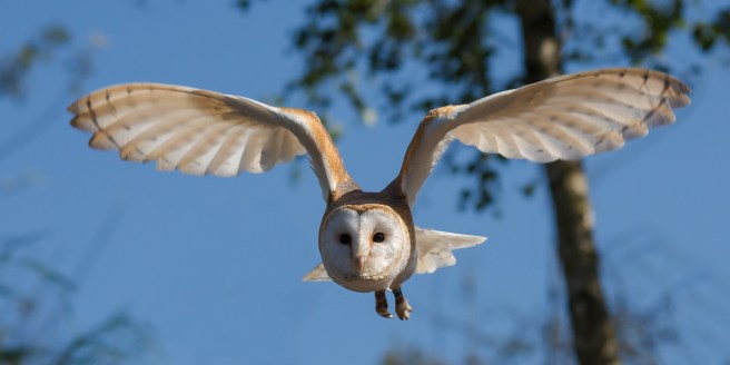 barn-owl-1107397_1280