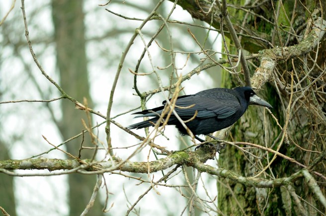 rook-bird-1168959_1920