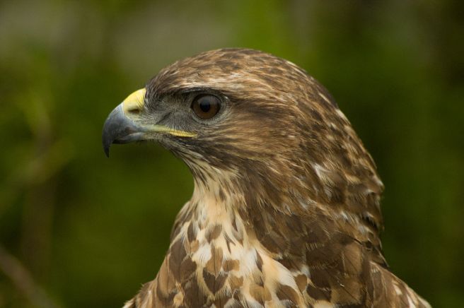 1200px-Buteo_buteo_-Hamerton_Zoo,_Cambridgeshire,_England_-head-8a