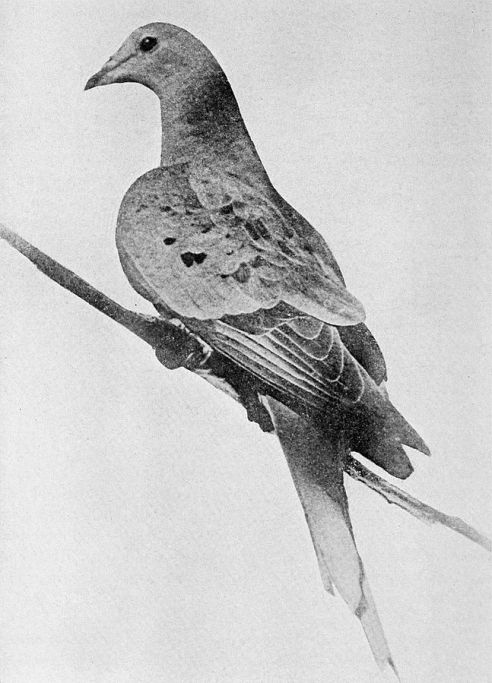647px-Martha_last_passenger_pigeon_1914