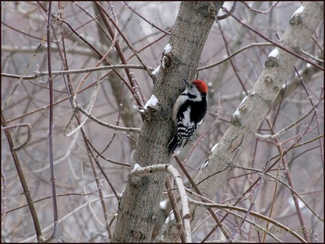 Russia winter birds