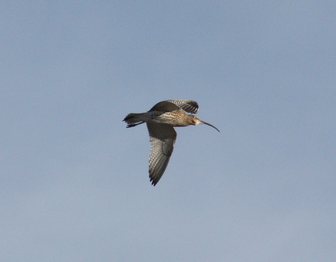 Numenius_Arquata_Oulu_20100427