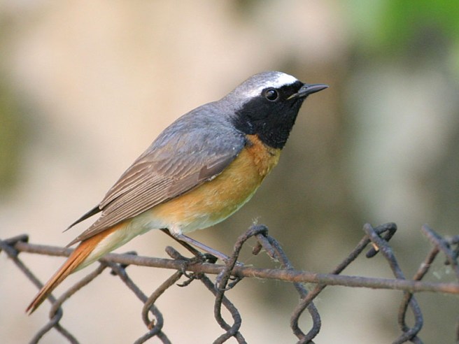 Phoenicurus_phoenicurus_male(ThKraft)