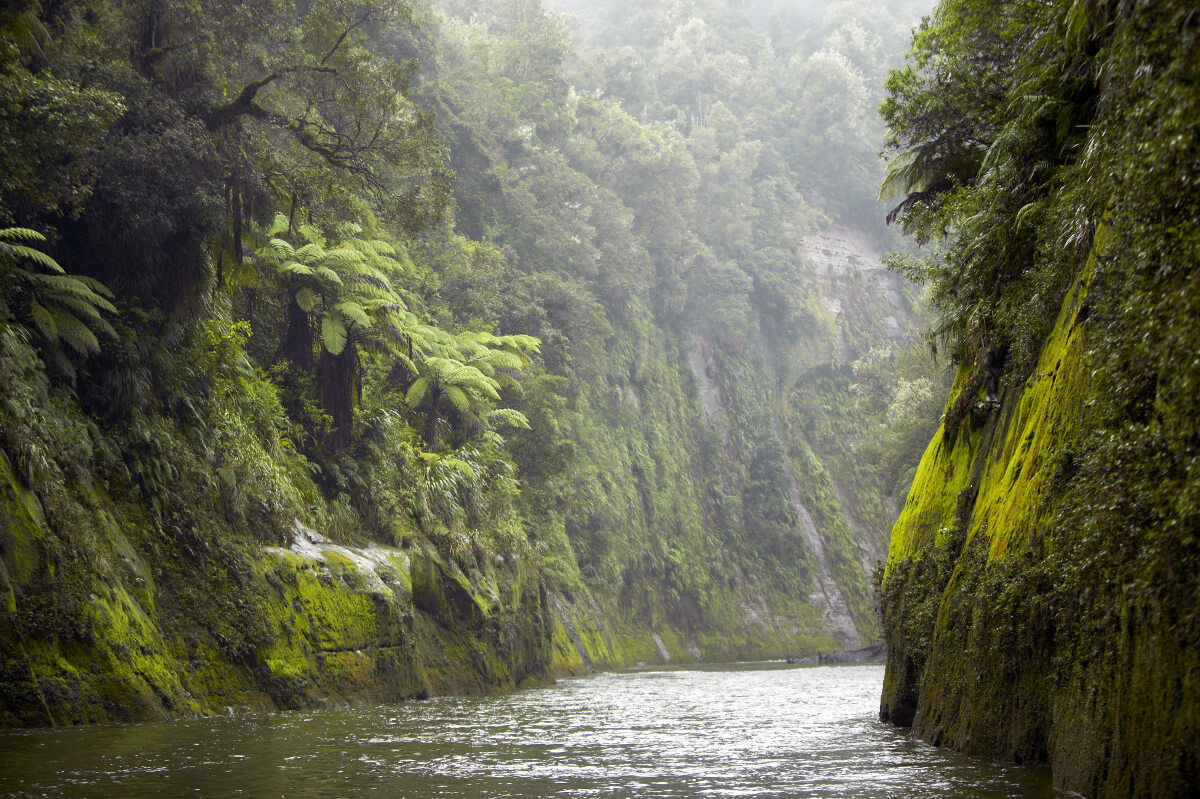 Whanaganui-River-lush-and-green-1