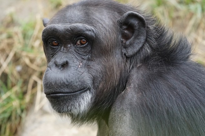 chimpanzee-871296_1920