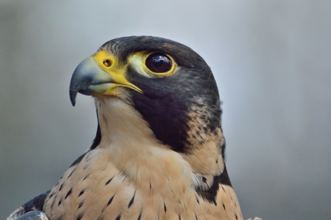 peregrine-falcon-371610_1280
