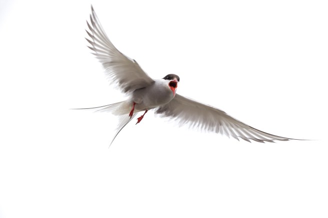 arctic-tern-1249243_1920