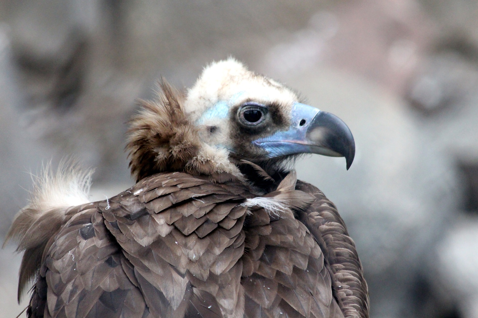 black-vulture-2011894_1920
