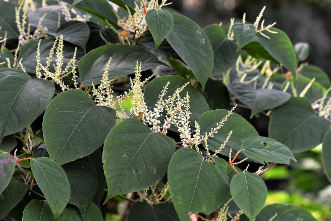 knotweed-2699120_1920