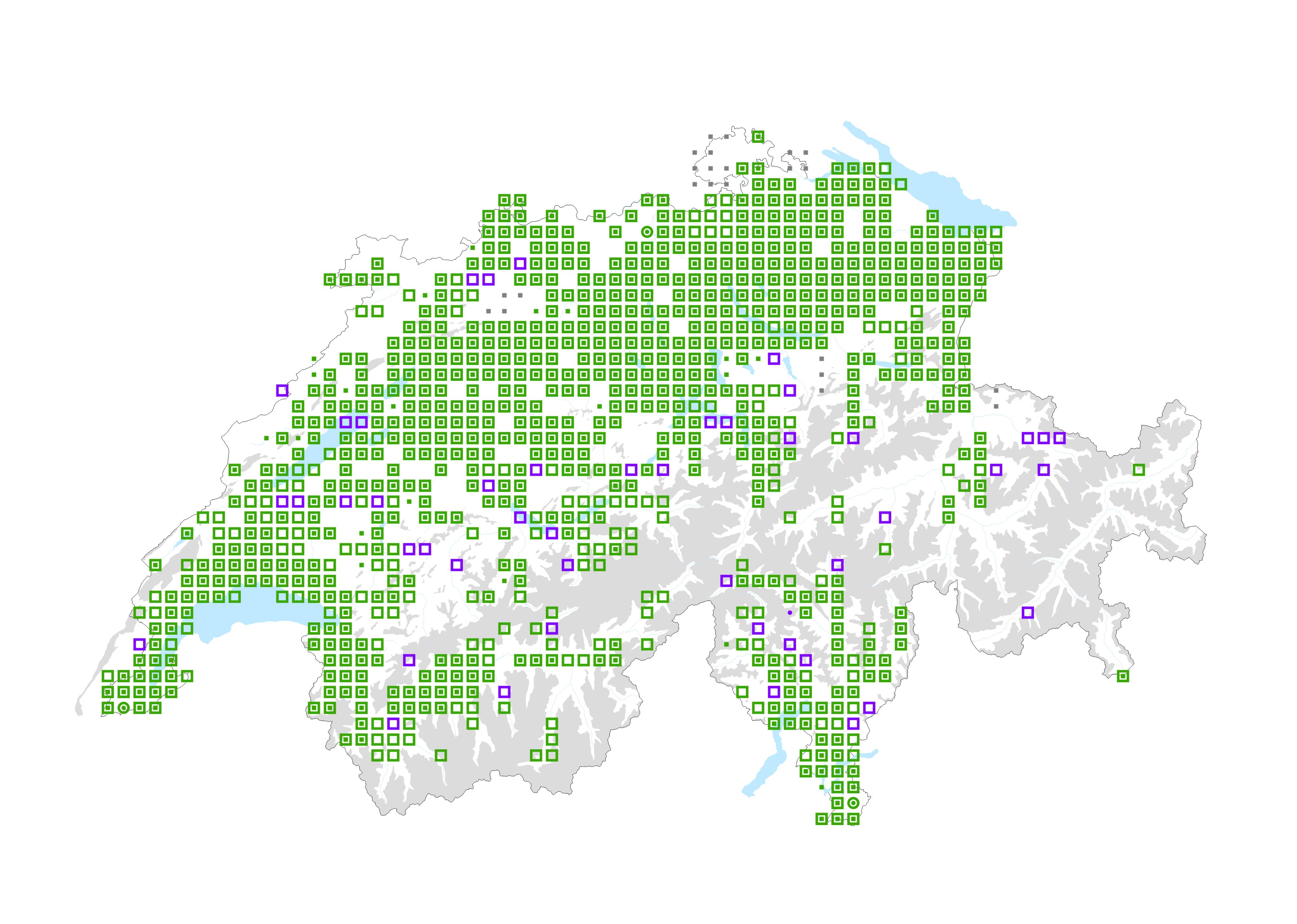 Reynoutria_japonica_Houtt_2019-12-15_13h32