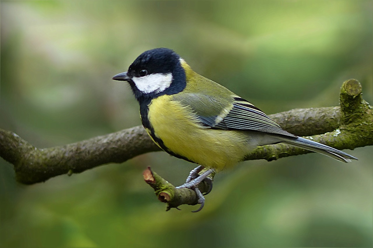 tit-1269670_1280