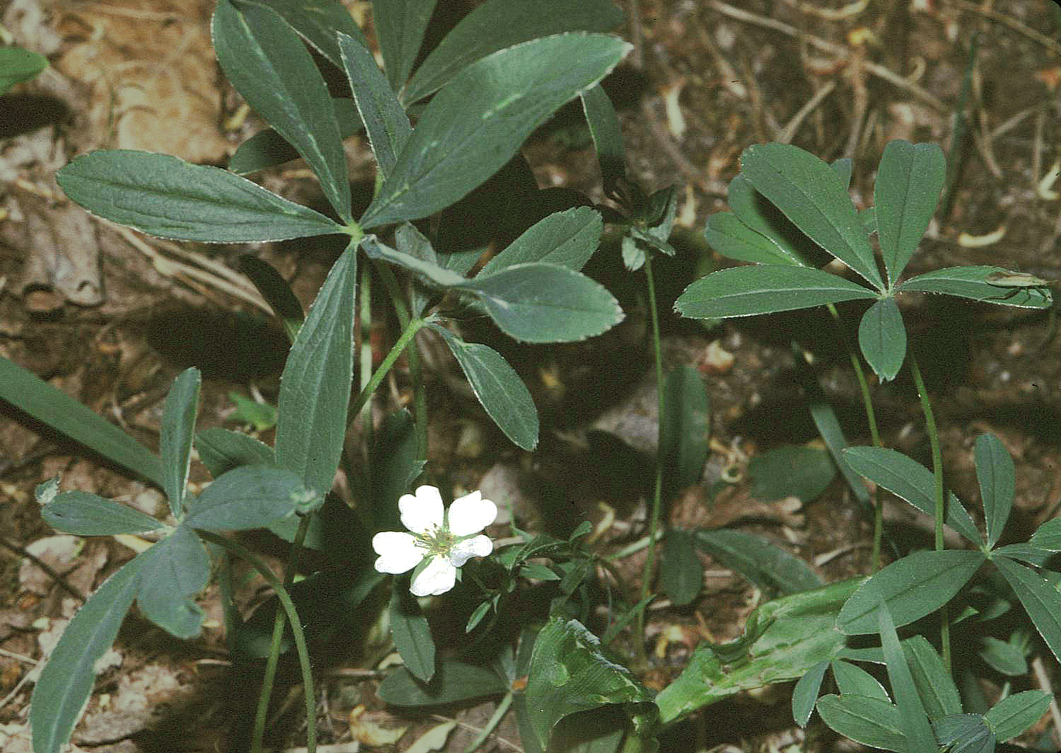 potentilla_alba_ef