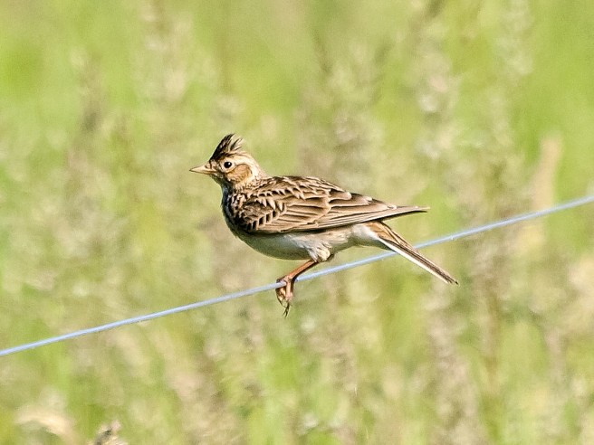 skylark-2394813_1920