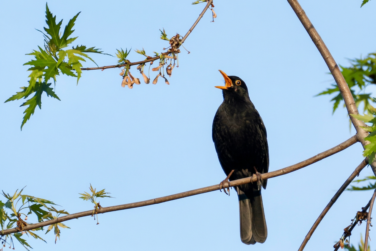Amsel Hottingen